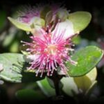 arbres-bois-de-nefles-1280x850