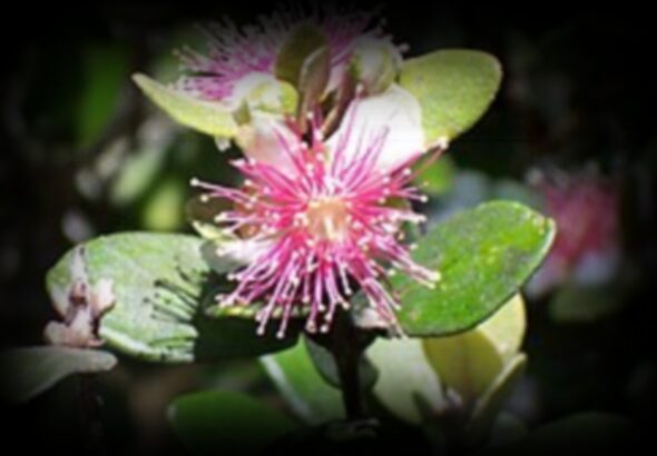 arbres-bois-de-nefles-1280x850