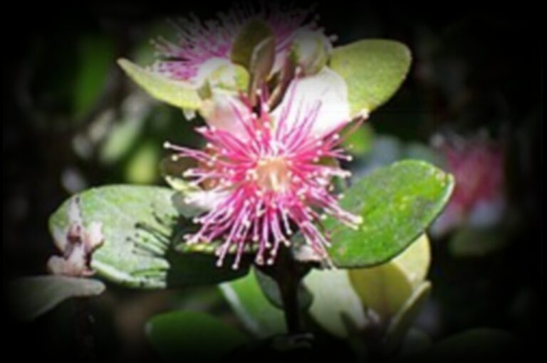 arbres-bois-de-nefles-1280x850